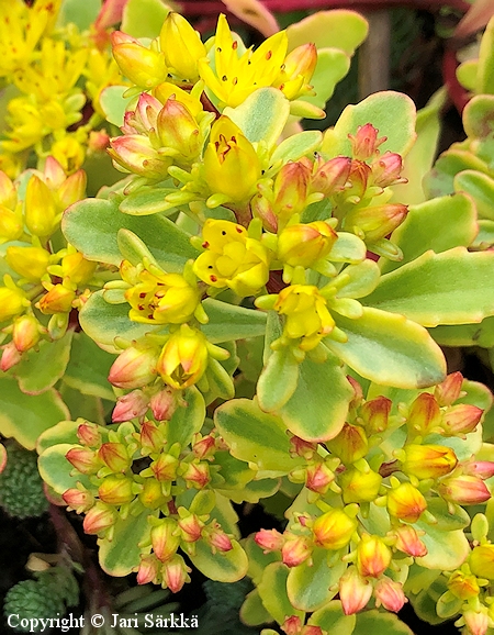 Sedum floriferum 'Variegatum' kultamaksaruoho
